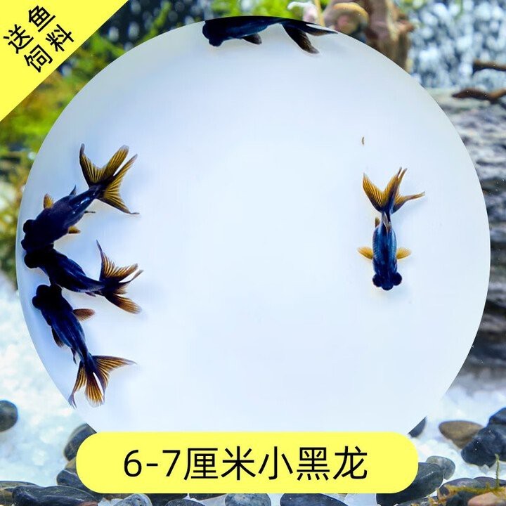 黑龍睛金魚的市場價(jià)格是多少？ 黑龍睛金魚的市場價(jià)格是多少？ 龍魚論壇 第4張