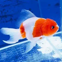 黑龍睛金魚的市場價(jià)格是多少？ 黑龍睛金魚的市場價(jià)格是多少？ 龍魚論壇 第6張