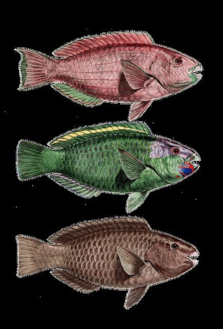 紅玫瑰魚學(xué)名是什么 紅玫瑰魚學(xué)名是什么 龍魚論壇 第8張