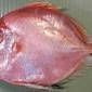 紅玫瑰魚學(xué)名是什么 紅玫瑰魚學(xué)名是什么 龍魚論壇 第13張