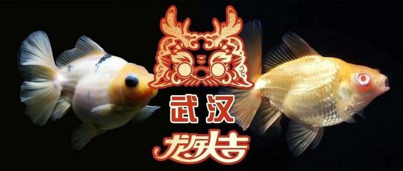 24k金龍什么樣子的