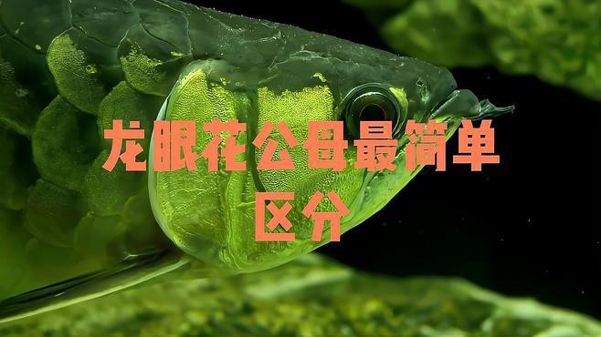 哪種方法鑒別龍魚公母最準確？ 哪種方法鑒別龍魚公母最準確？ 龍魚論壇 第2張