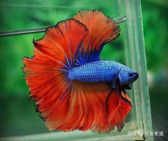 1米缸養(yǎng)什么魚最好看呢