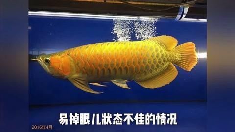 龍魚燈正確放置方法 龍魚燈正確放置方法 龍魚論壇 第5張