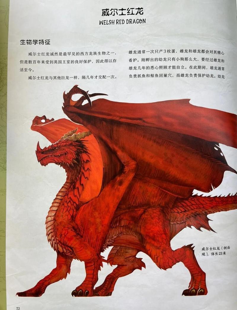 紅龍圖片真實 紅龍圖片真實 龍魚論壇 第24張