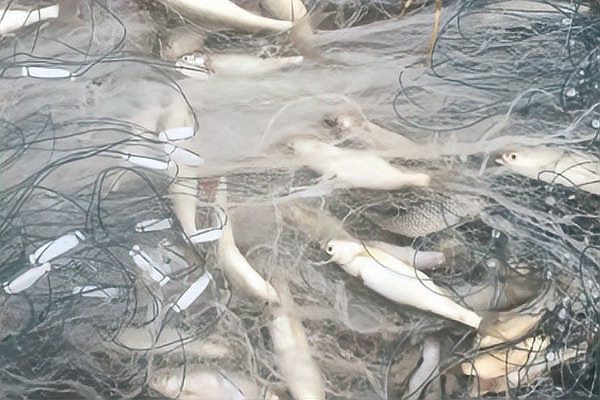 6厘米魚多大參照物