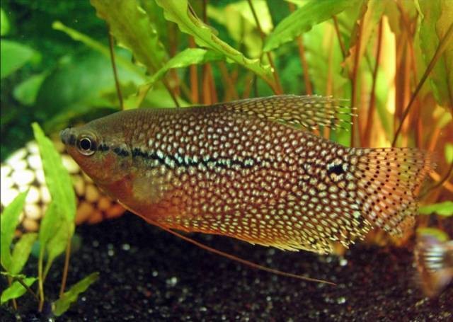 6厘米魚多大參照物
