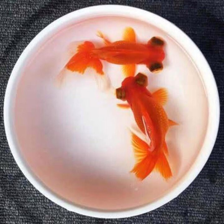 6厘米魚多大參照物