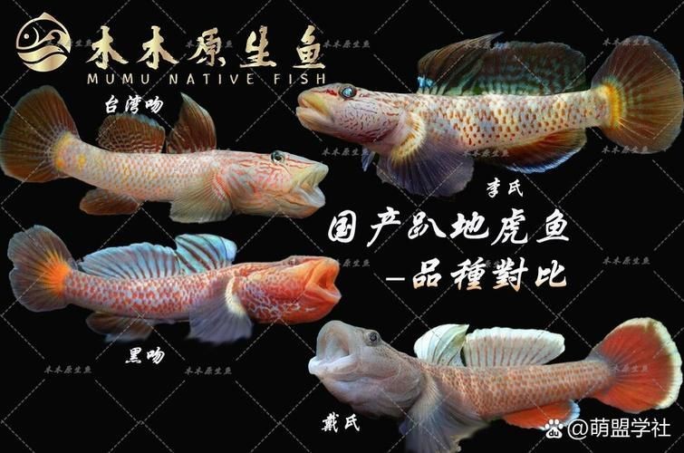 虎魚的圖片