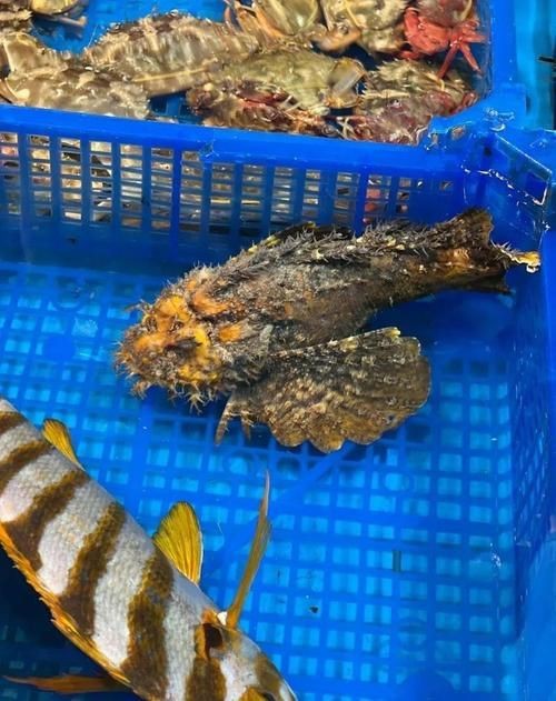 虎魚的圖片