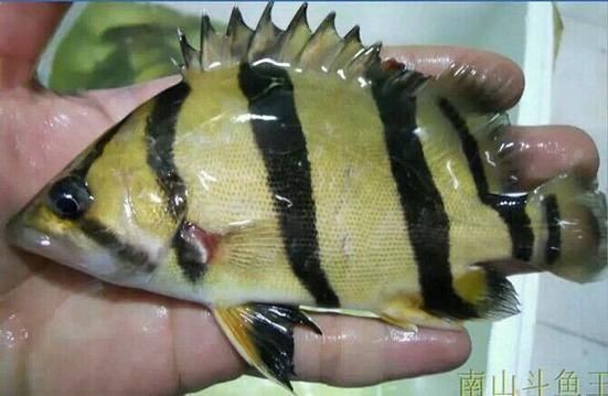 虎魚的圖片