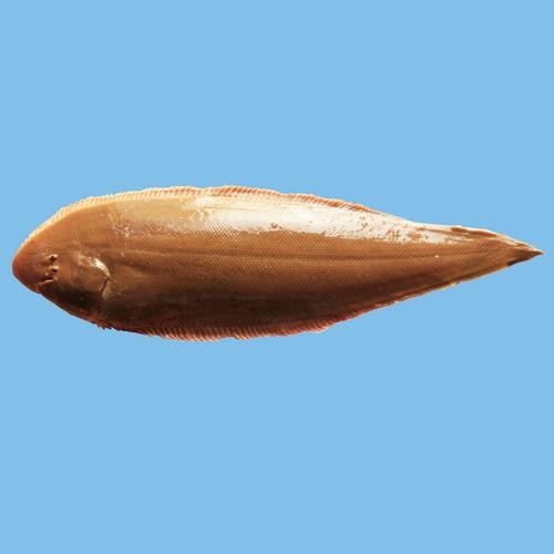 龍利魚和龍魚的區別