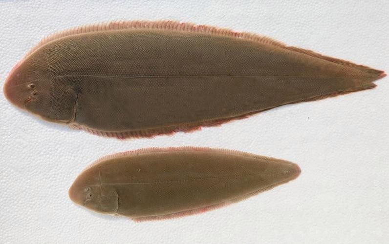 龍利魚和龍魚的區別