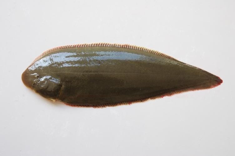 龍利魚和龍魚的區別