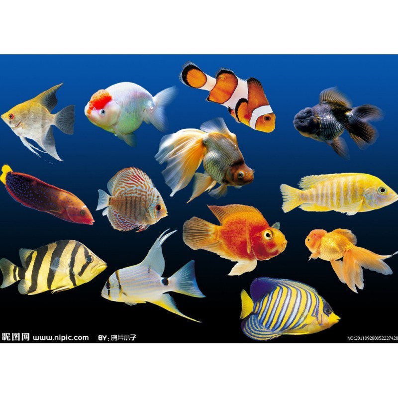 熱帶魚品種大全圖 熱帶魚品種大全圖 龍魚論壇 第1張
