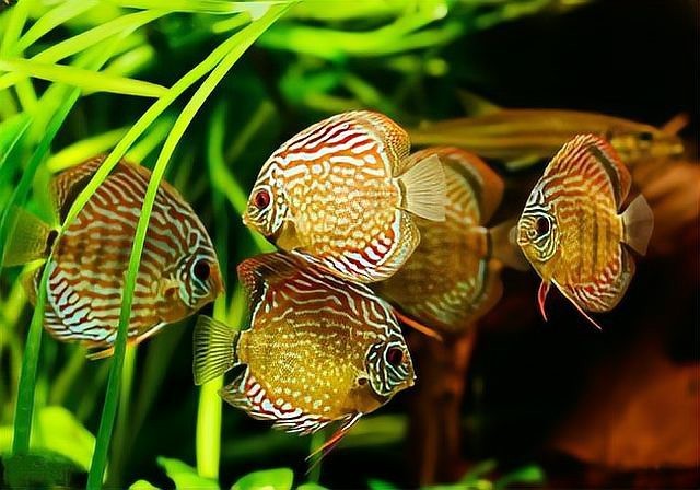 熱帶魚品種大全圖 熱帶魚品種大全圖 龍魚論壇 第5張