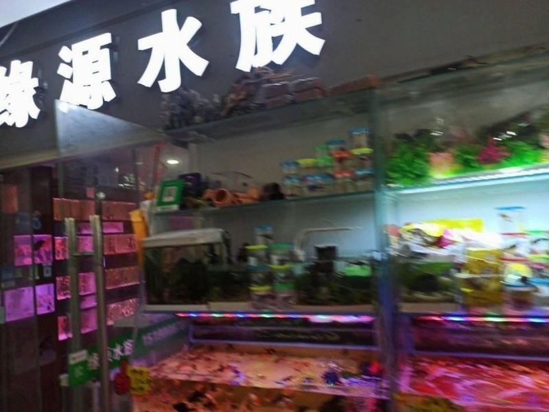蘇州哪里有賣龍魚的地方啊電話號碼 蘇州哪里有賣龍魚的地方啊電話號碼 龍魚百科 第2張