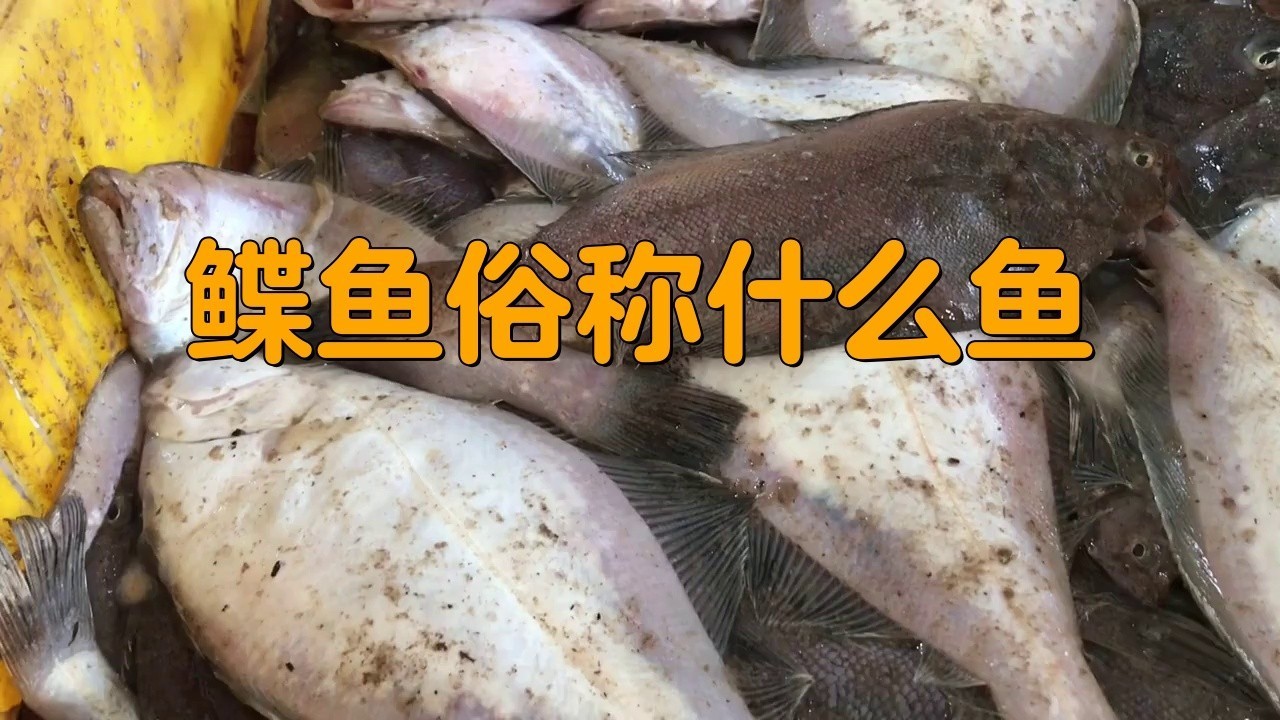 鰈魚(yú)俗稱什么魚(yú) 鰈魚(yú)俗稱什么魚(yú) 龍魚(yú)論壇 第3張