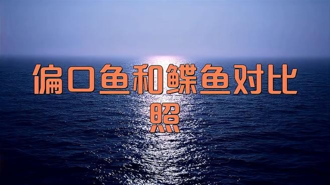 鰈魚(yú)俗稱什么魚(yú) 鰈魚(yú)俗稱什么魚(yú) 龍魚(yú)論壇 第6張