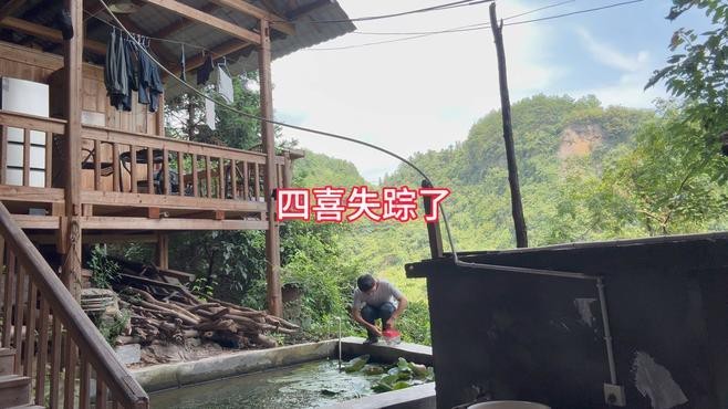 六角龍魚可以混養嗎？