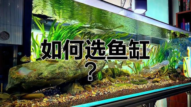 雙水位設計的魚缸有哪些推薦品牌？