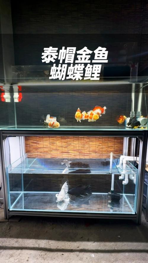 雙水位設計的魚缸有哪些推薦品牌？
