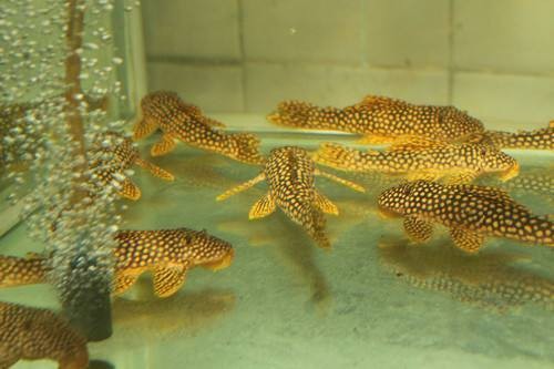 藍底龍魚和24K金底哪個更難飼養？