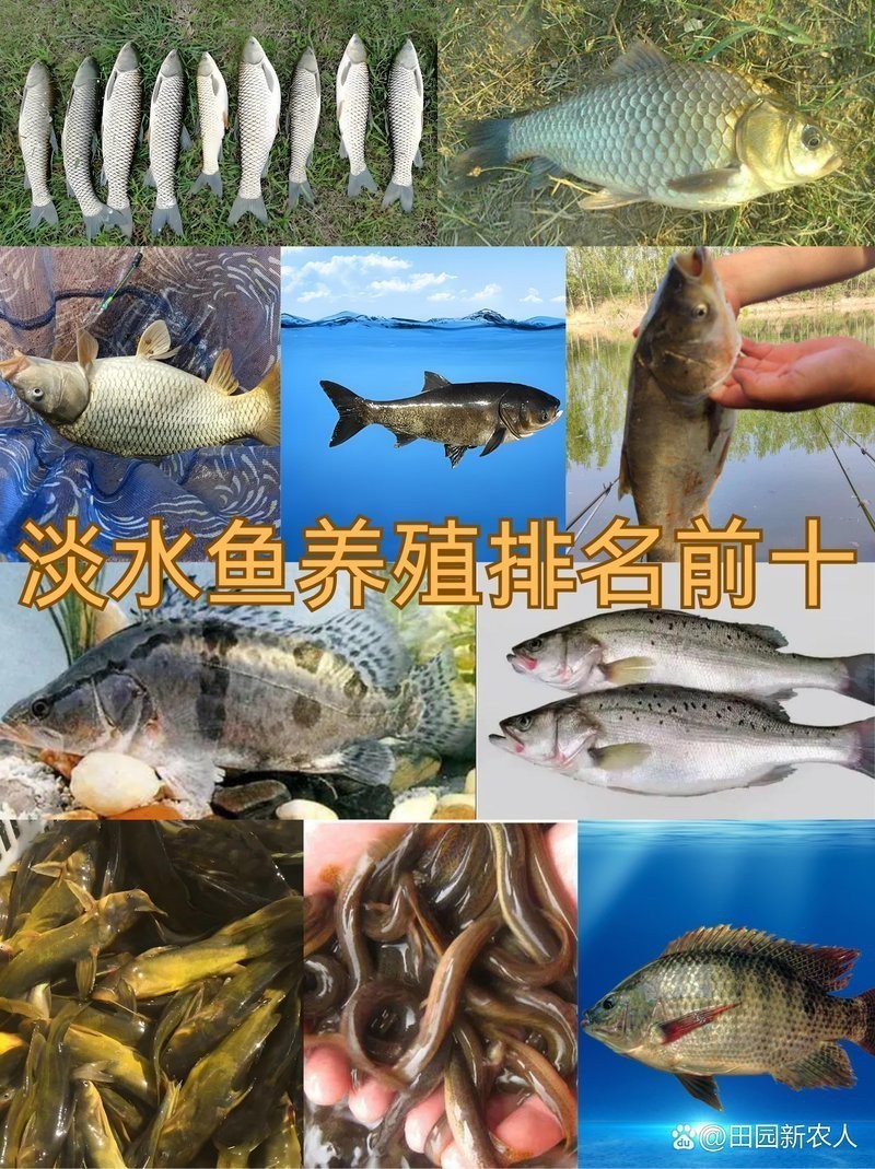 淡水魚養(yǎng)殖排名前十 淡水魚養(yǎng)殖排名前十 龍魚論壇 第2張