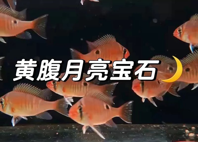 食土鯛公母發色一樣嗎為什么