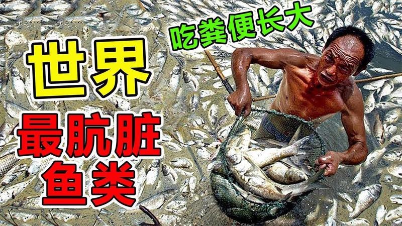 十大最臟的淡水魚(yú)排名
