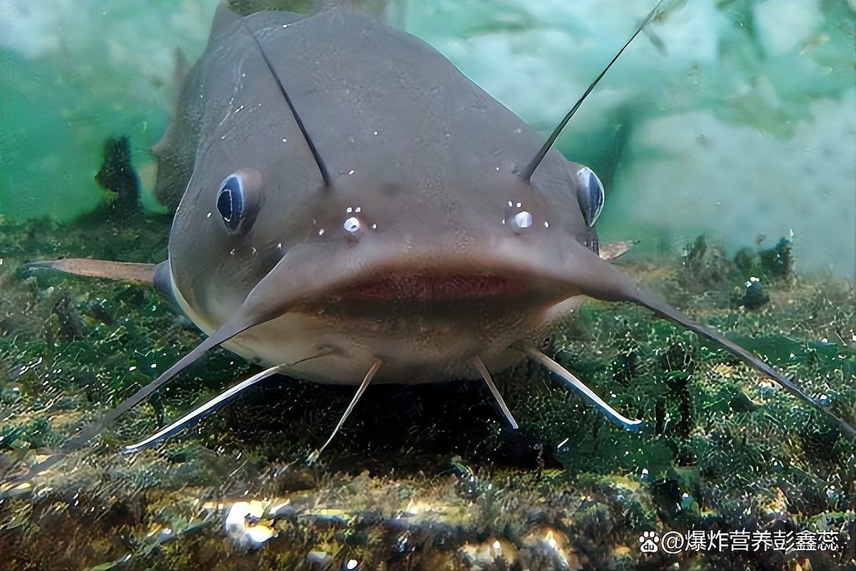 十大最臟的淡水魚(yú)排名
