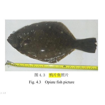 鰈魚是否叫鴉片魚