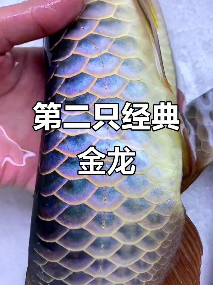 有哪些食物是古典過背金龍魚禁忌？ 有哪些食物是古典過背金龍魚禁忌？ 龍魚百科 第5張