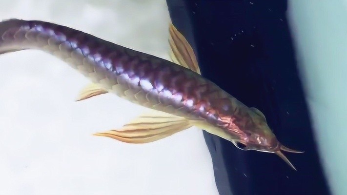 養(yǎng)銀龍魚加熱棒調(diào)多少度（養(yǎng)銀龍魚加熱棒調(diào)多少度合適）