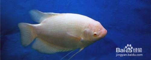 龍魚眼發白最簡單三個步驟 龍魚眼發白最簡單三個步驟 龍魚論壇 第5張