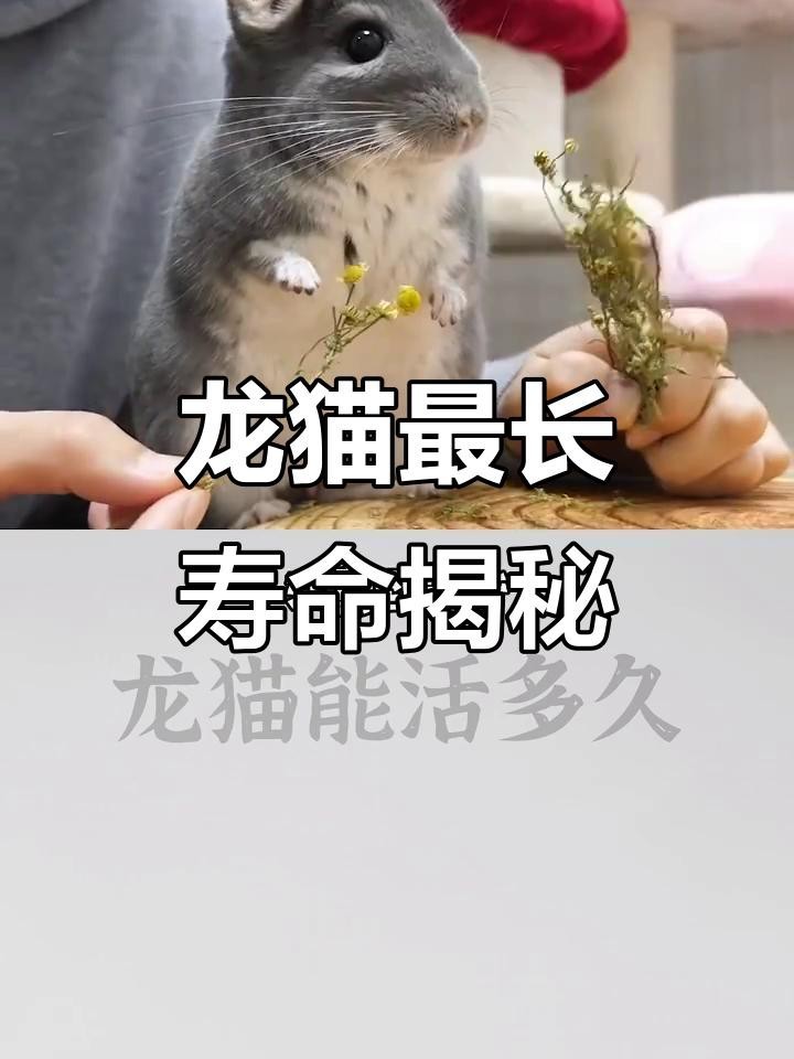 龍貓的壽命一般是幾年