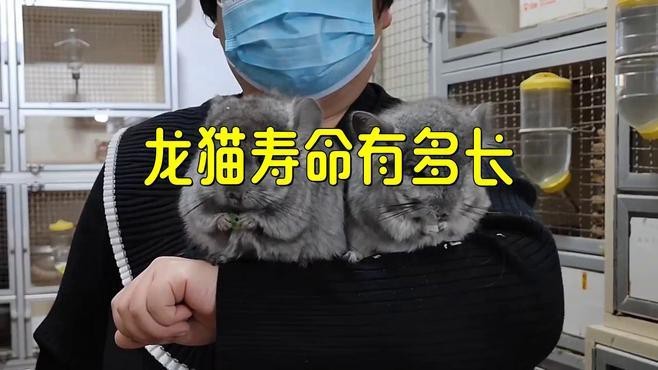 龍貓的壽命一般是幾年