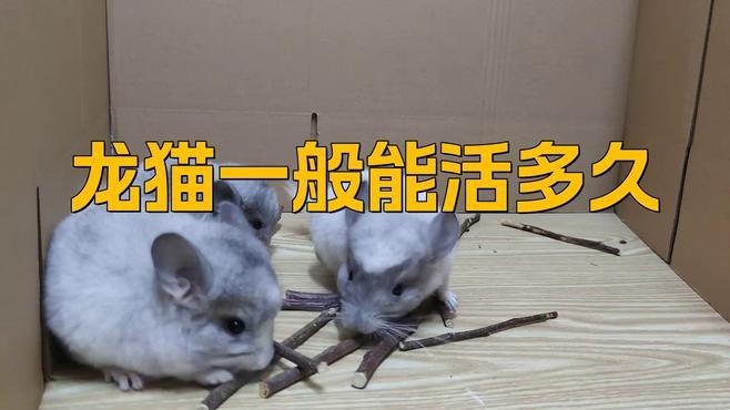龍貓的壽命一般是幾年