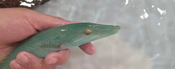 海南過江龍魚能吃嗎視頻播放
