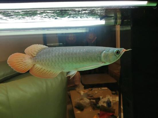 號半和紅龍區別圖解 號半和紅龍區別圖解 龍魚論壇 第23張