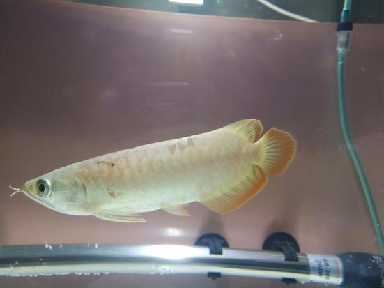 號半和紅龍區別圖解 號半和紅龍區別圖解 龍魚論壇 第24張