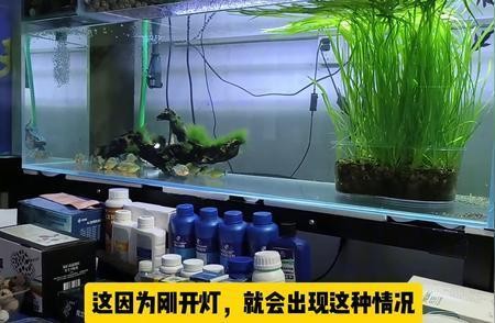 張家港市塘橋田園風情水族館（張家港市塘橋田園風情水族館電話） 張家港市塘橋田園風情水族館（張家港市塘橋田園風情水族館電話） 全國水族館企業名錄