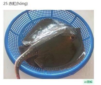 魟魚圖片大全 魟魚圖片大全 龍魚論壇 第8張