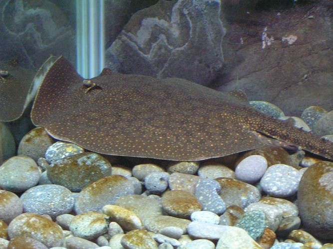 魟魚圖片大全 魟魚圖片大全 龍魚論壇 第15張