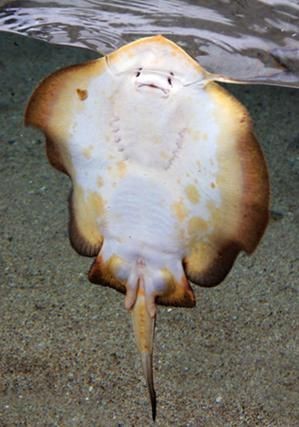 魟魚圖片大全 魟魚圖片大全 龍魚論壇 第13張