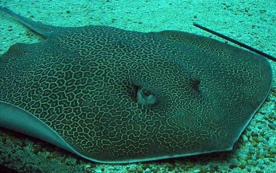 魟魚圖片大全 魟魚圖片大全 龍魚論壇 第14張
