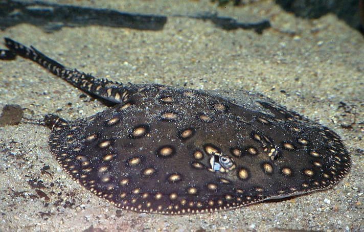 魟魚圖片大全 魟魚圖片大全 龍魚論壇 第18張