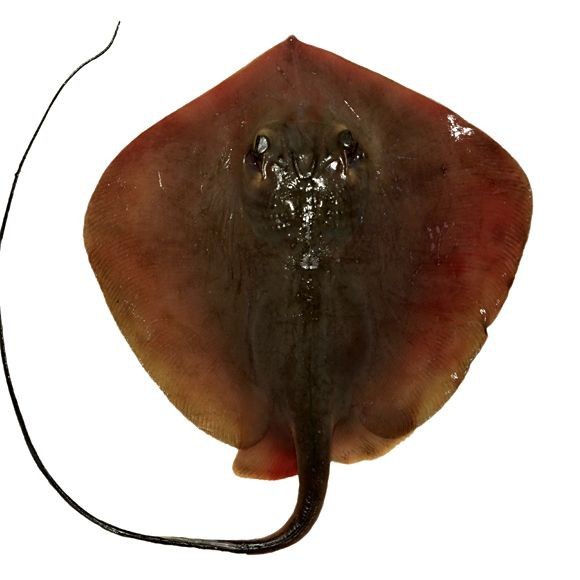 魟魚圖片大全 魟魚圖片大全 龍魚論壇 第28張