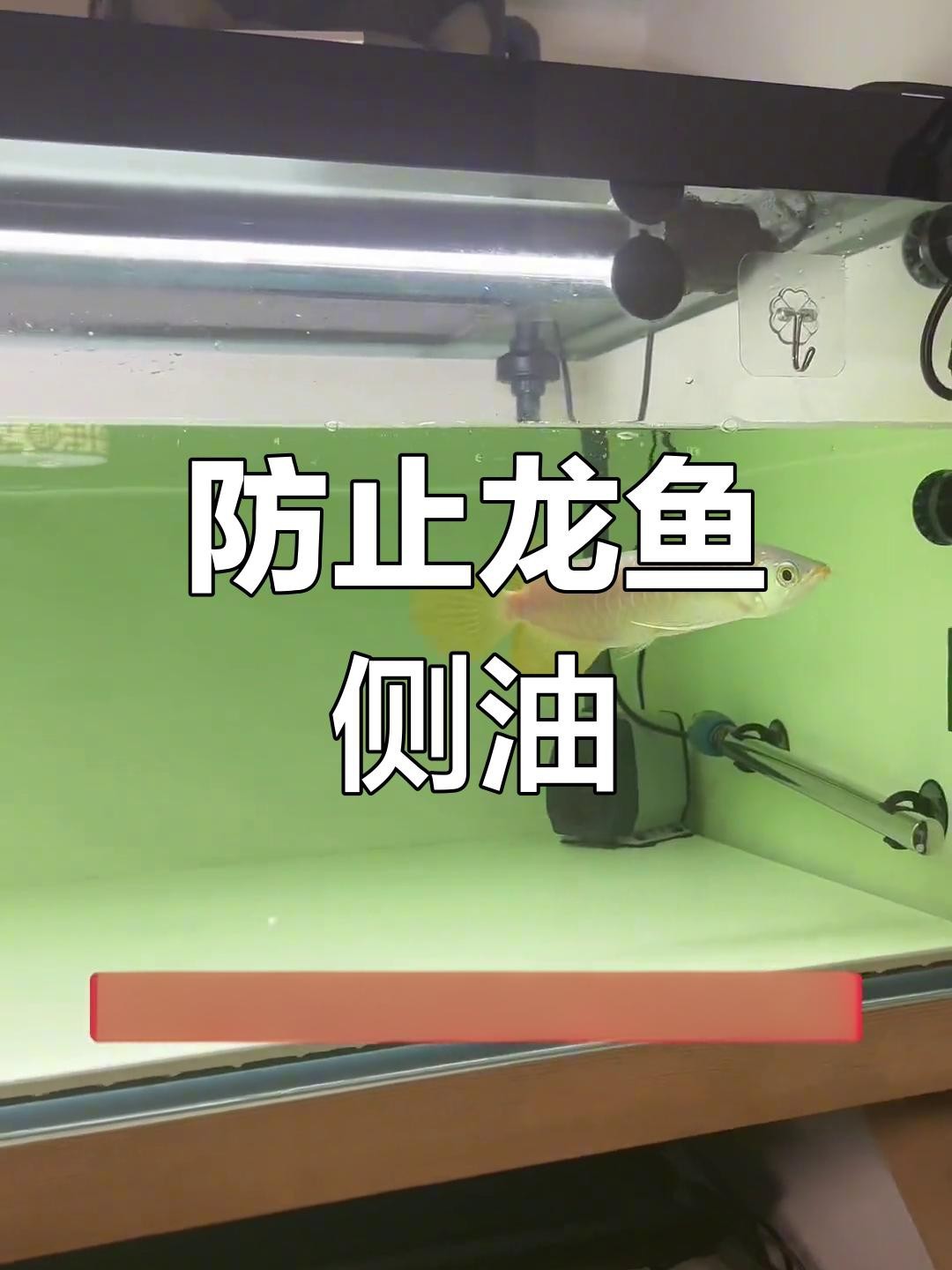 龍魚(yú)掉眼問(wèn)題如何預(yù)防？