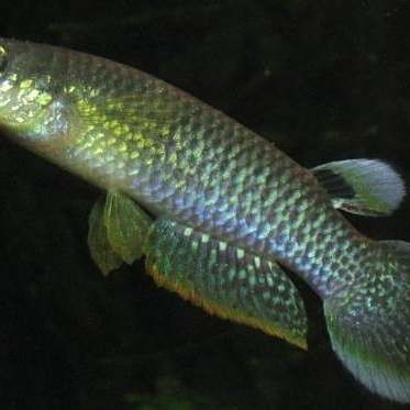 藍龍魚是冷水魚還是熱帶魚